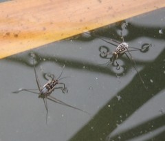 Trepobates subnitidus