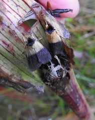 Exyra semicrocea