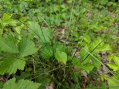 Cyperus lupulinus macilentus