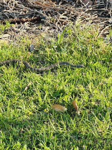 Tiger Snake sighting
