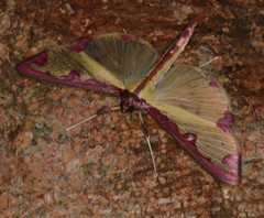 Cadarena pudoraria
