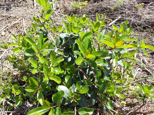 Ficus thonningii