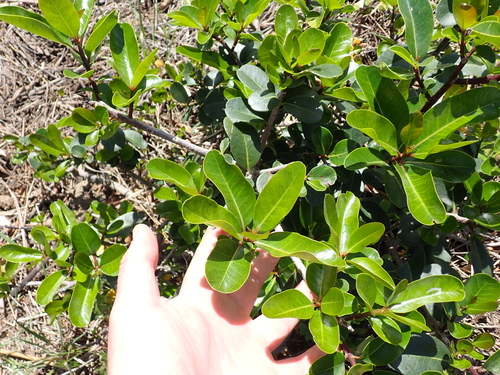 Ficus thonningii