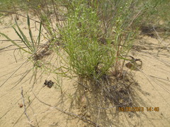 Thesium maritimum