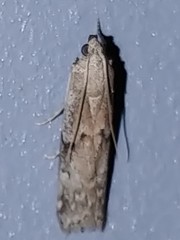 Vitula serratilineella