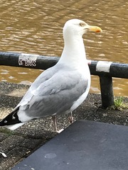 Larus argentatus