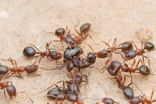 Monomorium salomonisMonomorium salomonis