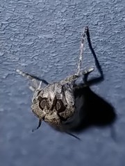 Vitula serratilineella