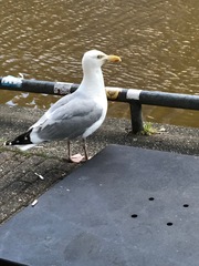 Larus argentatus