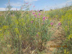 Astragalus brachylobus