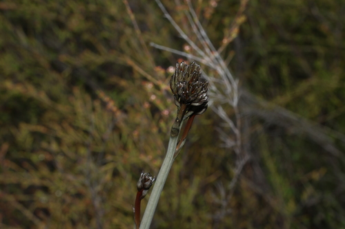 Tablelands Bloodroot (Haemodorum celsum)