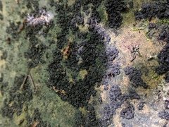 Lathagrium fuscovirens