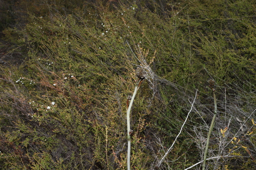 Image of Haemodorum celsum by (c) Greg Tasney, some rights reserved (CC BY-SA)