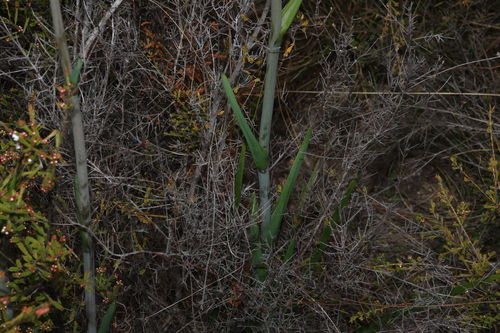 Image of Haemodorum celsum by (c) Greg Tasney, some rights reserved (CC BY-SA)