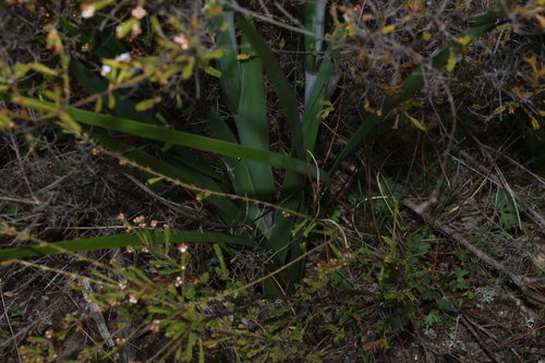 Image of Haemodorum celsum by (c) Greg Tasney, some rights reserved (CC BY-SA)