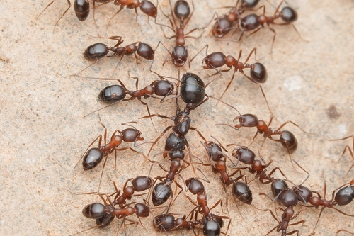 Monomorium santschiiMonomorium santschii