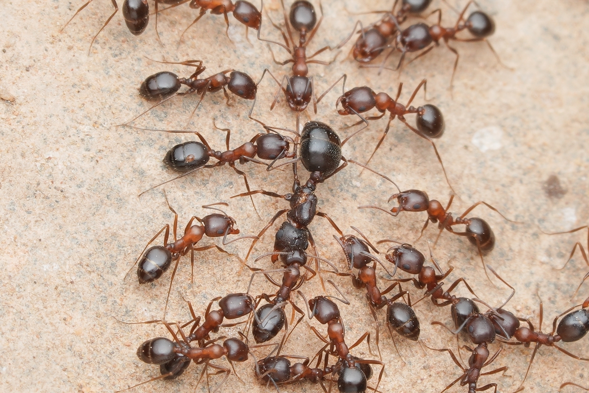 Monomorium santschii