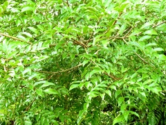 Andira inermis