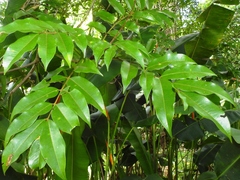 Andira inermis