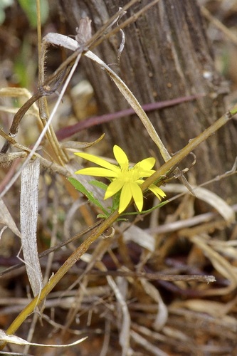 Image of Xanthisma texanum by (c) Michelle W. （鍾偉瑋）, some rights reserved (CC BY)