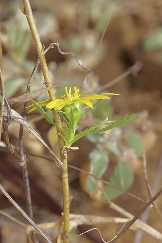 Image of Xanthisma texanum by (c) Michelle W. （鍾偉瑋）, some rights reserved (CC BY)