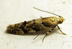 Coleotechnites coniferella