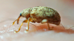 Lignyodes bischoffi