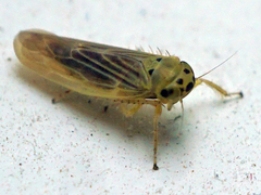 Macrosteles parvidens