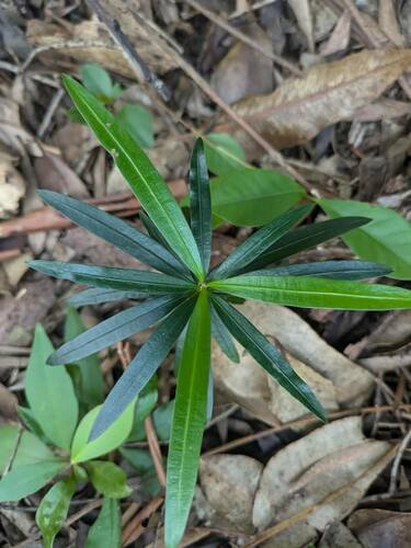 Podocarpus macrophyllus