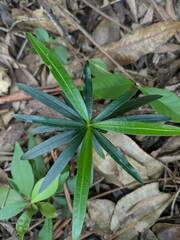 Großblättrige Steineibe (Podocarpus macrophyllus): Herkunft und Verwendung — Foto 2