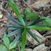 Großblättrige Steineibe (Podocarpus macrophyllus): Herkunft und Verwendung — foto 2