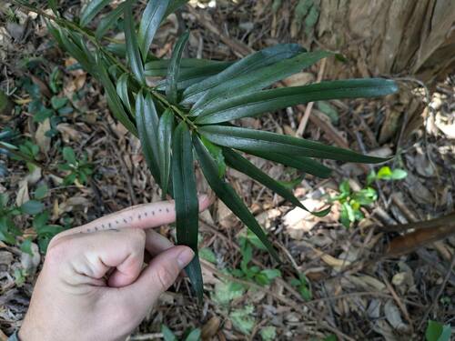 Podocarpus macrophyllus