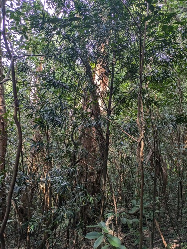 Podocarpus macrophyllus