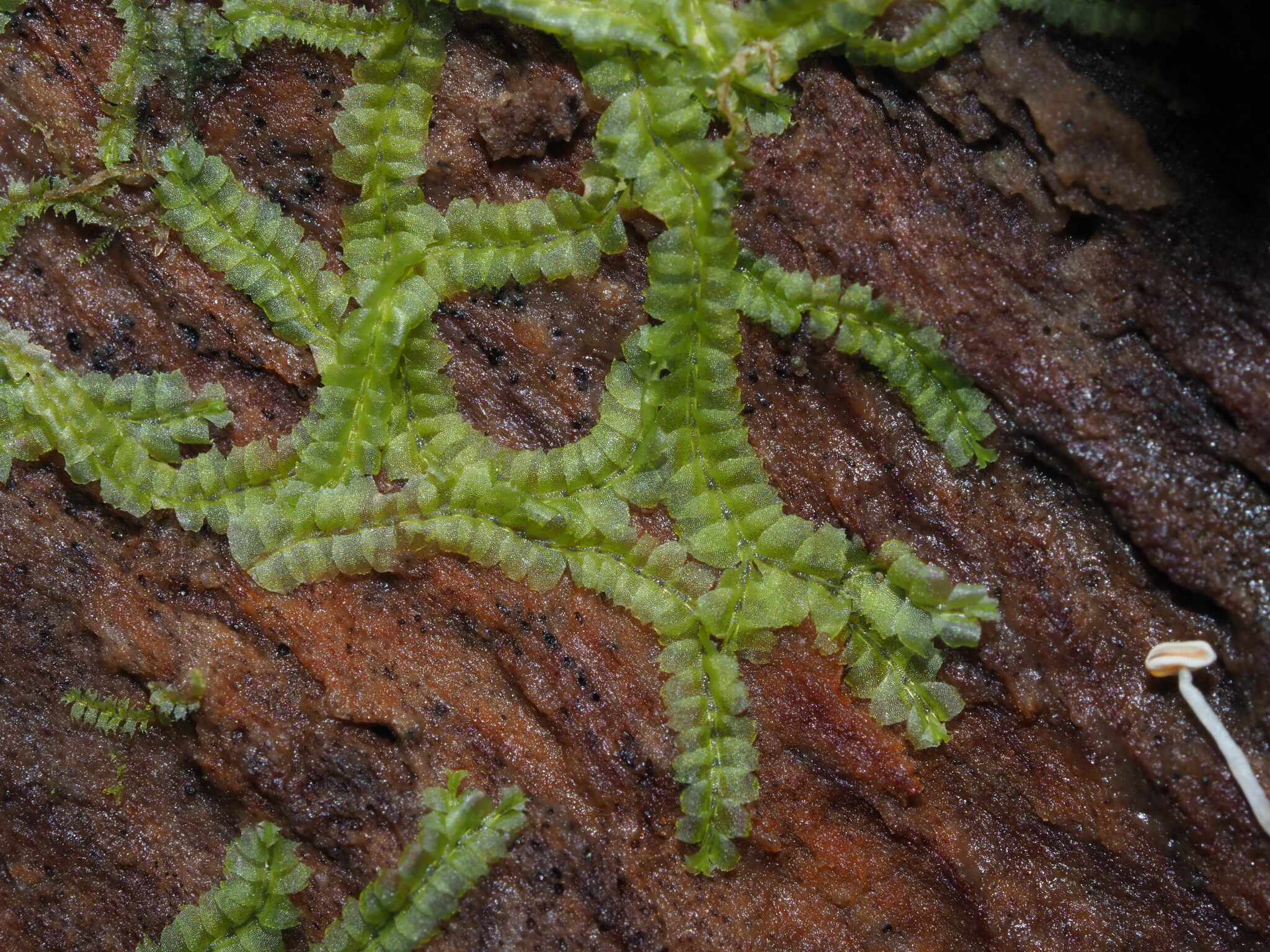 Lophocolea autoica