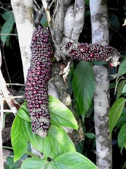Anthurium pentaphyllum