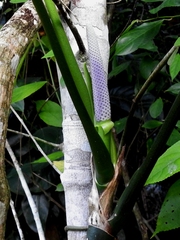 Anthurium pentaphyllum