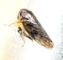 Macropsis