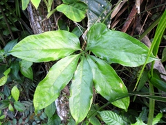 Anthurium pentaphyllum