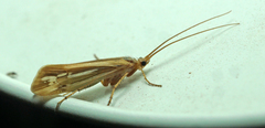 Limnephilus ornatus