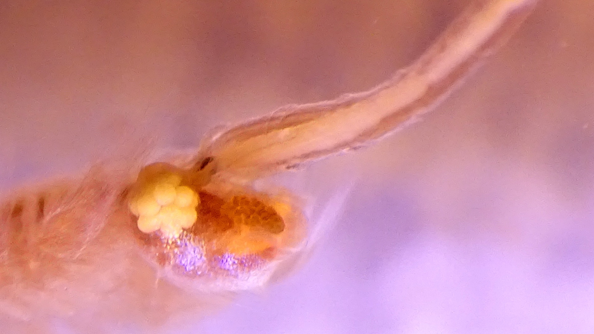 Artemia monica Verrill, 1869