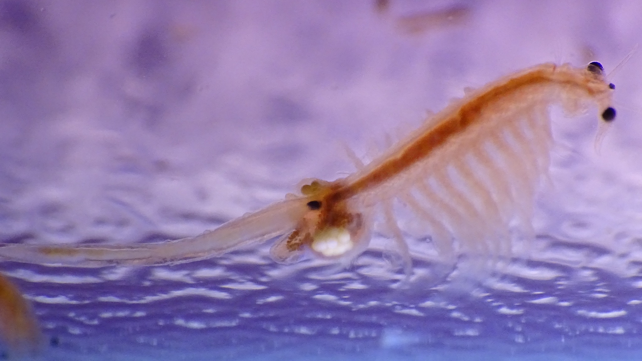 Artemia monica Verrill, 1869