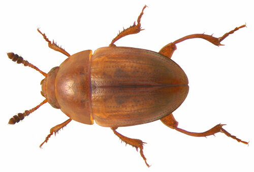 Leiodes litura