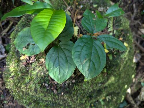 Dioscorea pentaphylla iNat (3)