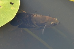 Astronotus ocellatus