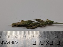 Bromus hordeaceus hordeaceus