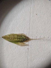 Bromus hordeaceus hordeaceus