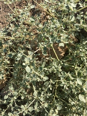 Tidestromia suffruticosa