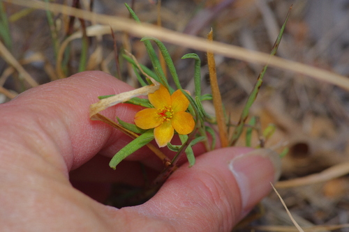 Image of Orange Flameflower (Talinum aurantiacum) by (c) Michelle W. （鍾偉瑋）, some rights reserved (CC BY)