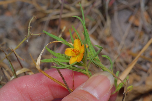 Image of Talinum aurantiacum by (c) Michelle W. （鍾偉瑋）, some rights reserved (CC BY)