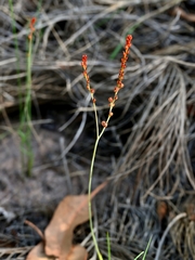 Bloodwort (Haemodorum)